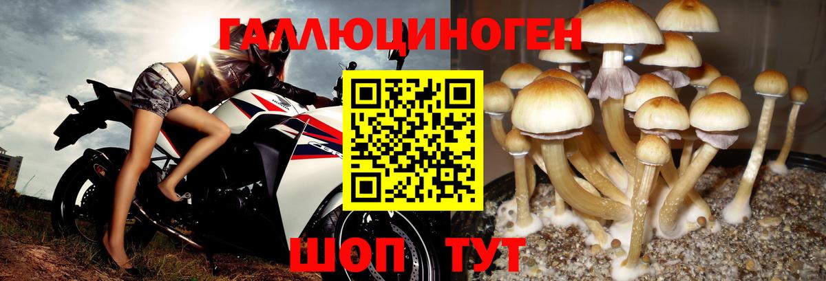 Псилоцибиновые грибы Cubensis Новый Уренгой